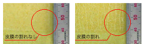 皮膜テスト画像